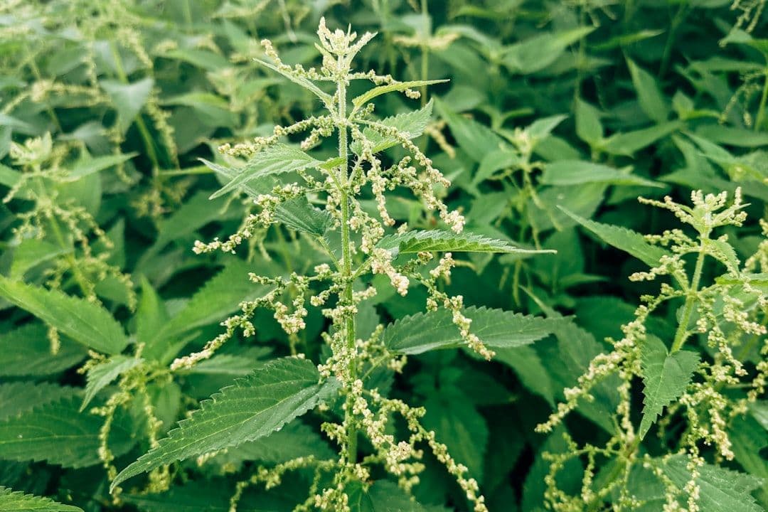 white flowers with green leaves